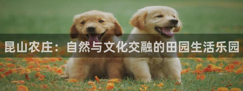 pg电子免费单机游戏